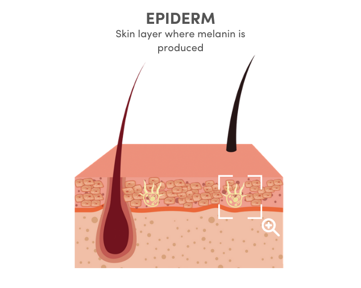 nutricosmetic ingredient epiderm melanin