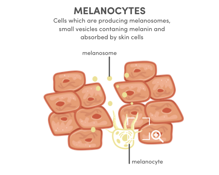 nutricosmetic ingredient melanocytes