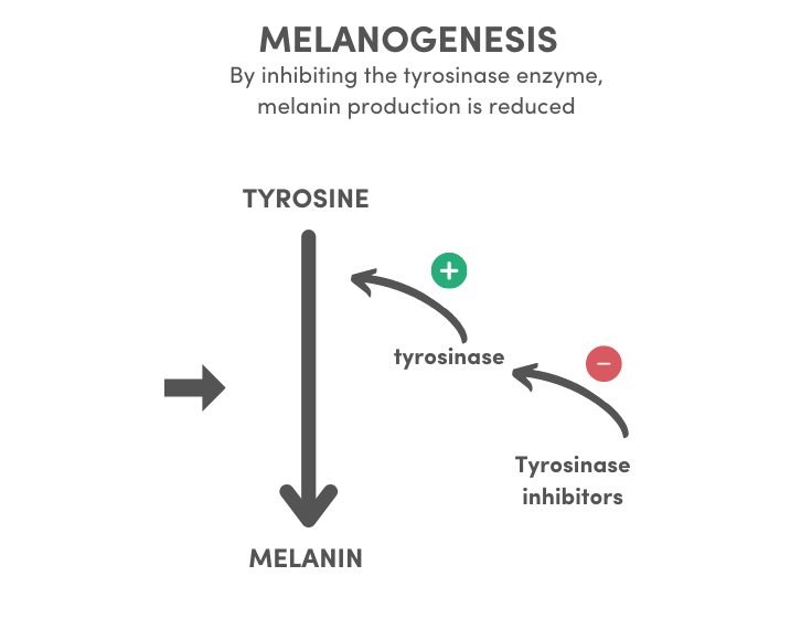 nutricosmetic ingredient melanogenesis