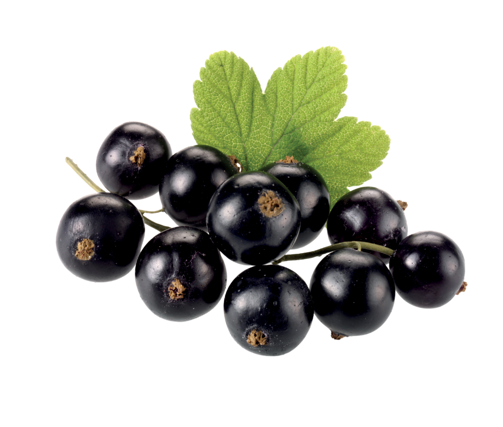 Blackcurrant