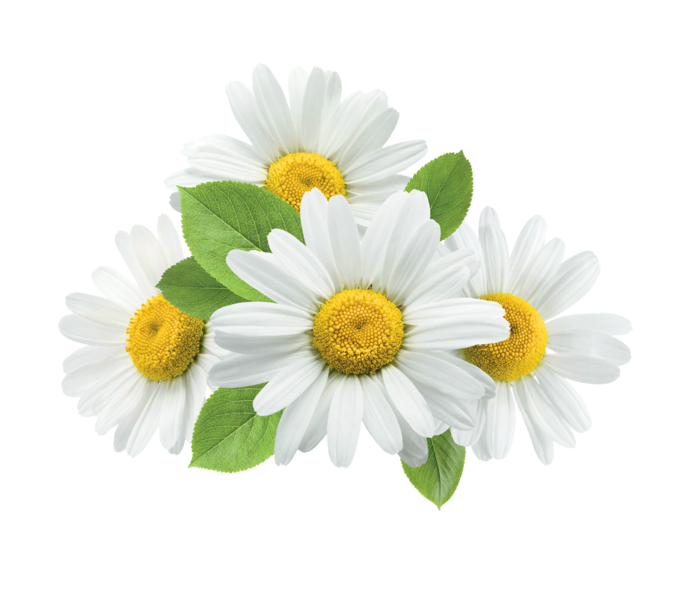 Chamomile Extract