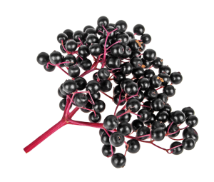 Elderberry extract supplier food supplements