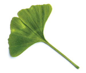 Ginkgo extract supplier food supplements