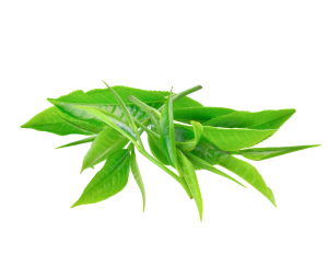 green tea extract supplier food supplements