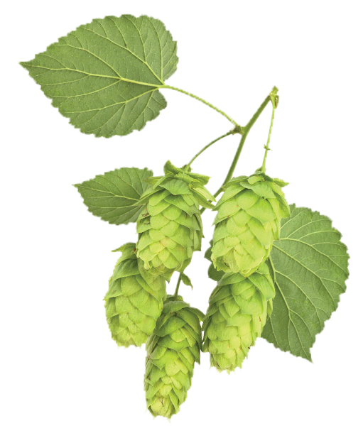 Houblon