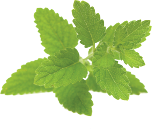 lemon balm extract supplier food supplements