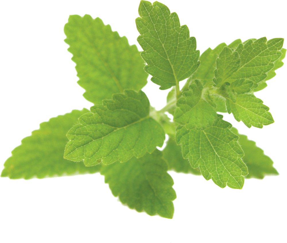 Lemon Balm