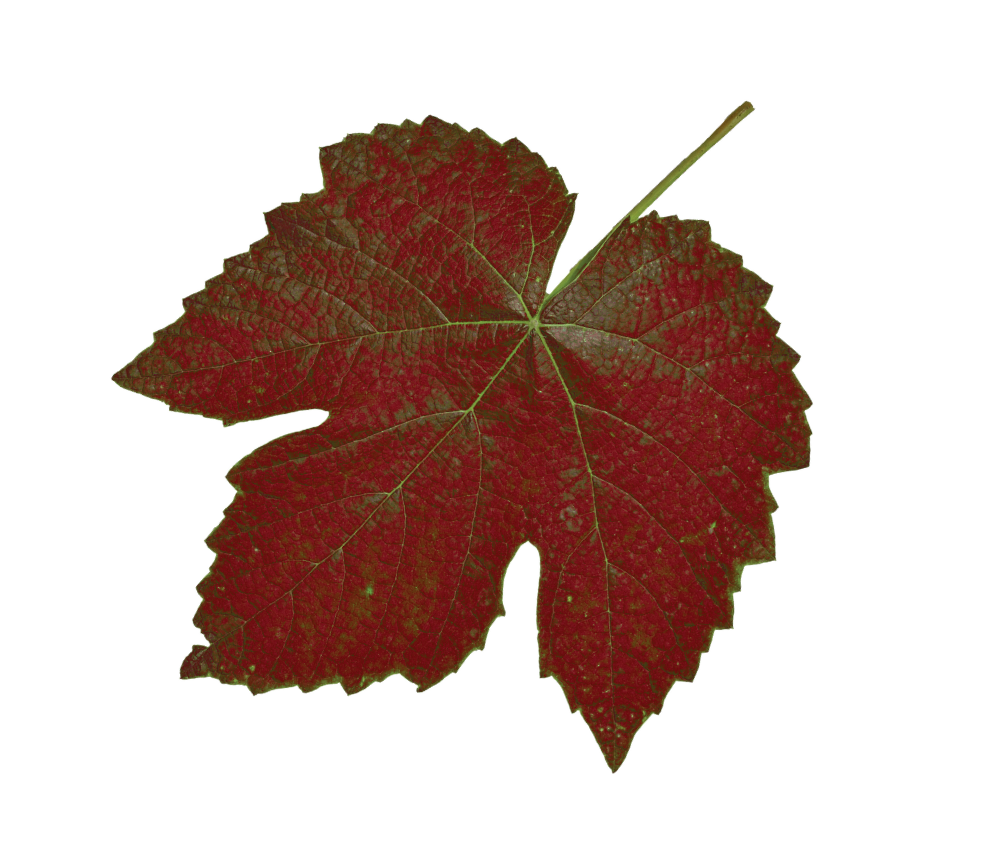 Feuille de vigne rouge