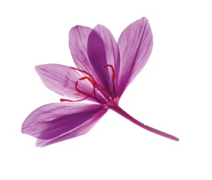 saffron extract supplier food supplements