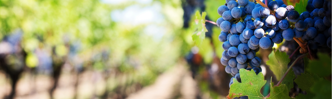 Mediterannean diet vineyard