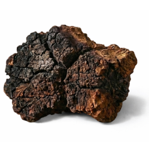 Chaga