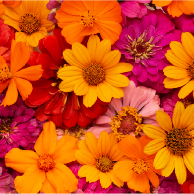 Flores y plantas