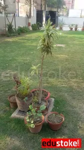 LITTLE ANGELS NURSERY SCHOOL logo