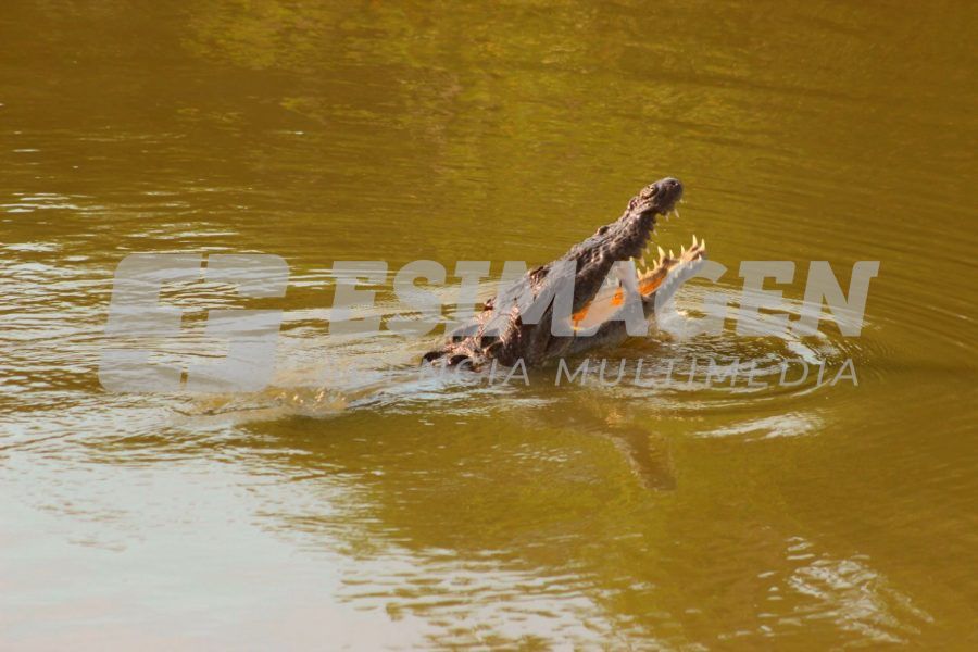 Cocodrilos de Acapulco y su lucha por subsistir - Agencia de Fotografía Es  Imagen