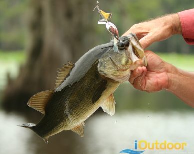 Snacks for Bass, Largemouth Bass Habits and Behaviors