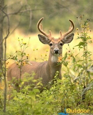 Hunt whitetail deer