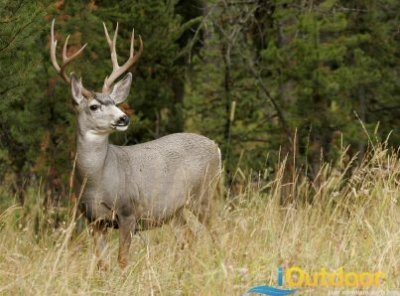 Fighting Whitetail Deer