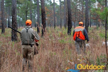 Hunting Quail