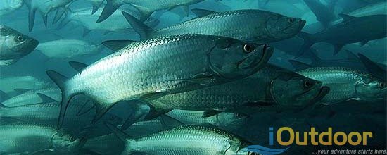 Schooling Tarpon in Migration