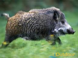 Hog Hunting in Florida