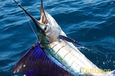 SAILFISHING in the FLORIDA KEYS with KITES!!