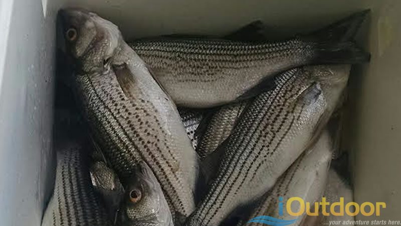 Florida Fishing Hybrid Striped Bass