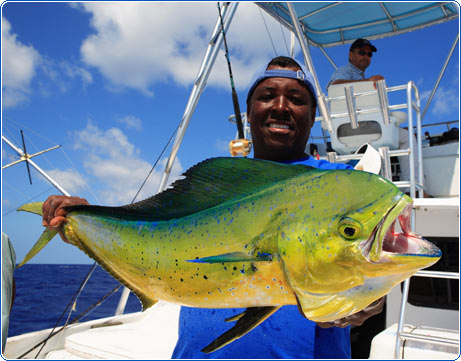 Trolling For Dolphins: The When, What and How for Florida Fishing