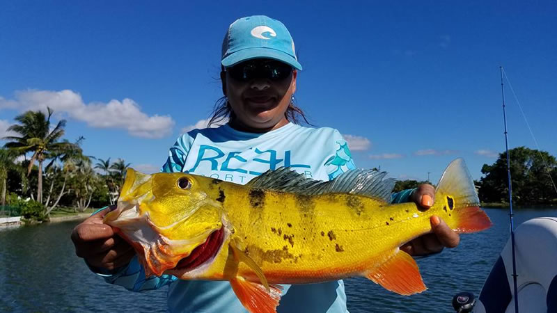 Peacock Bass fishing before hurricane Idalia hits Florida