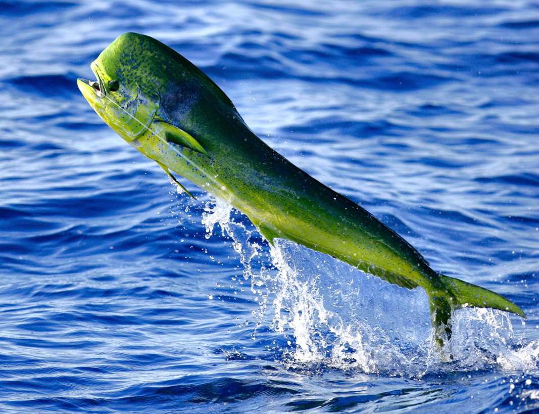 Mahi-mahi v Golden Dorado - Carnivora