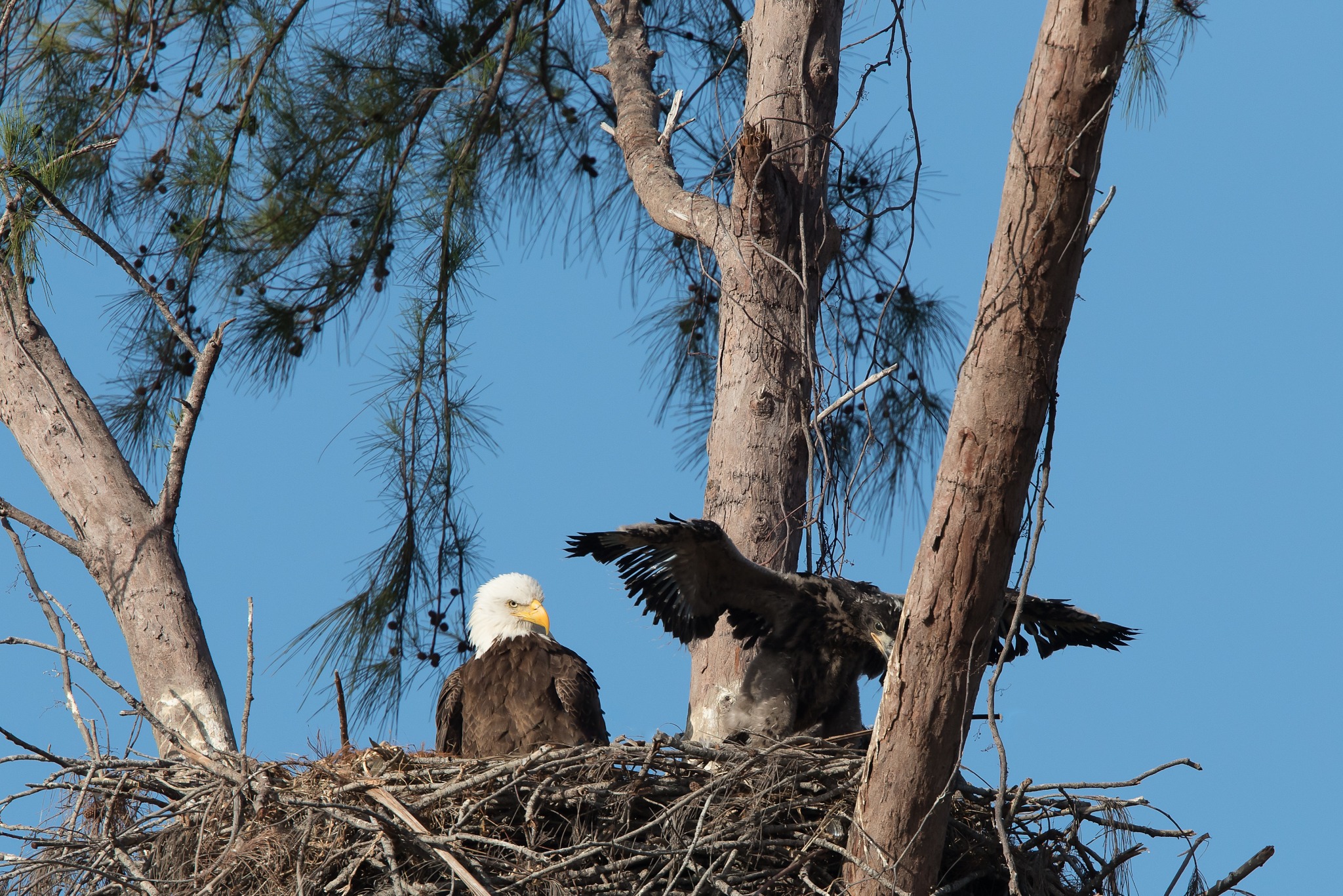 Marco Island Nature Preserve