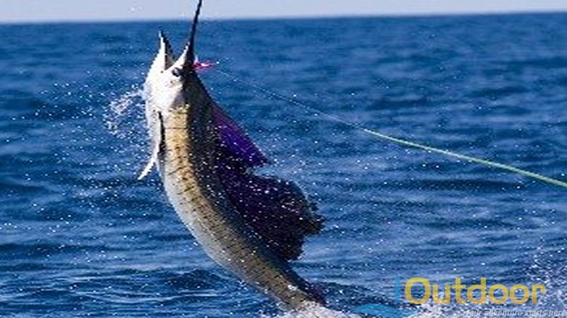 Marlin Fishing Miami, Florida- Kite Fishing for Marlin