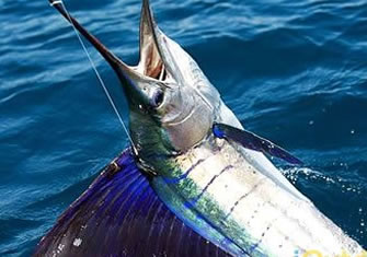 Sport saltwater fishing