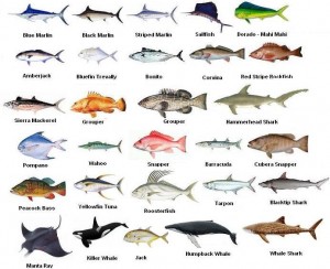 Marathon Fishing Charters Fish Species