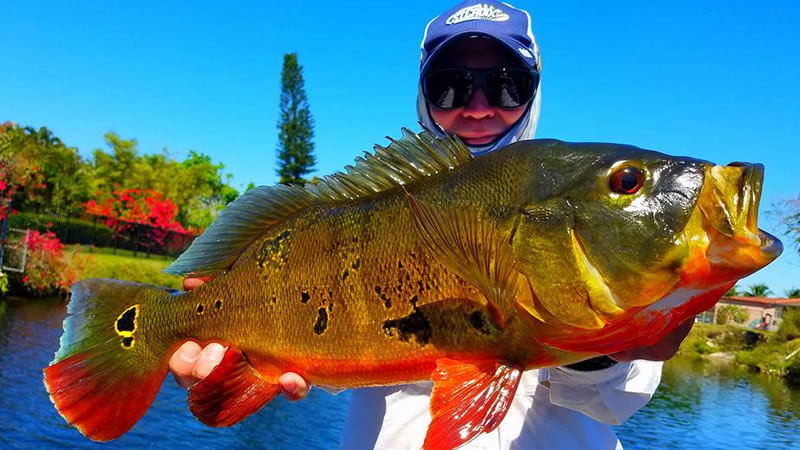 First Peacock Bass Fishing Trip on the Golden Gate Canal in Florida