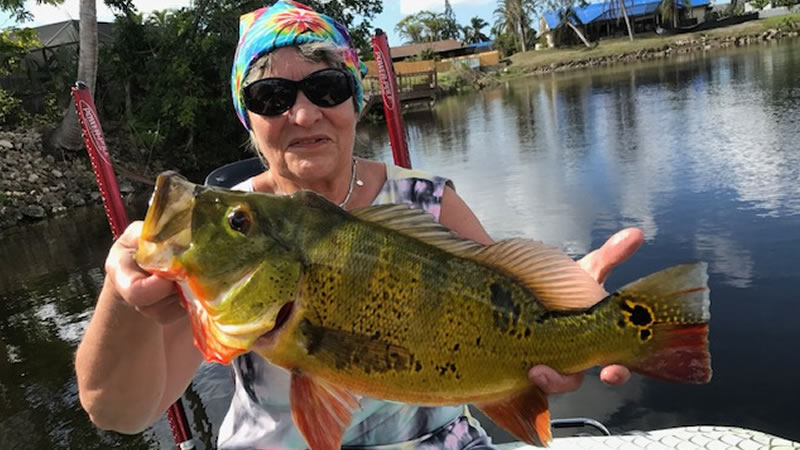 Peacock Bass Fishing in South Florida 