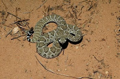 Florida Venomous Snakes