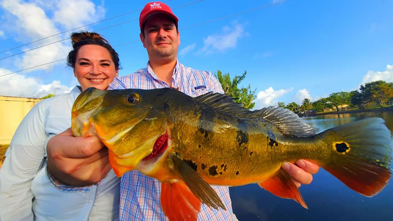 December Peacock Bass Fishing