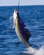 Daytona Beach Offshore Fishing charters