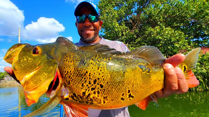 Peacock Bass Fishing At The Airport Lakes 