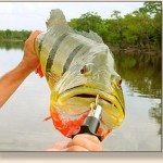 peacock-bass-What is a Boga Grip