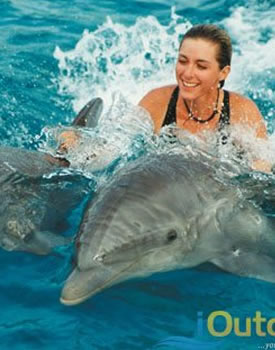 Swim With Dolphins