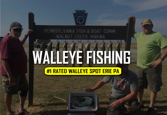 Erie Walleye Fishing Charters  Walleye Fishing Erie PA by iOutdoors