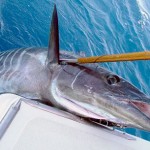 Toothy fish wahoo tend to eat dead baits