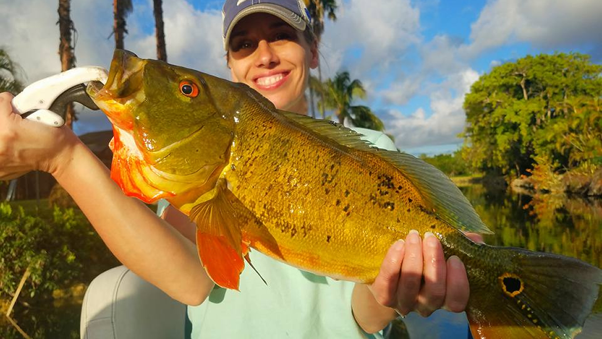 fishing planet florida unique peacock bass