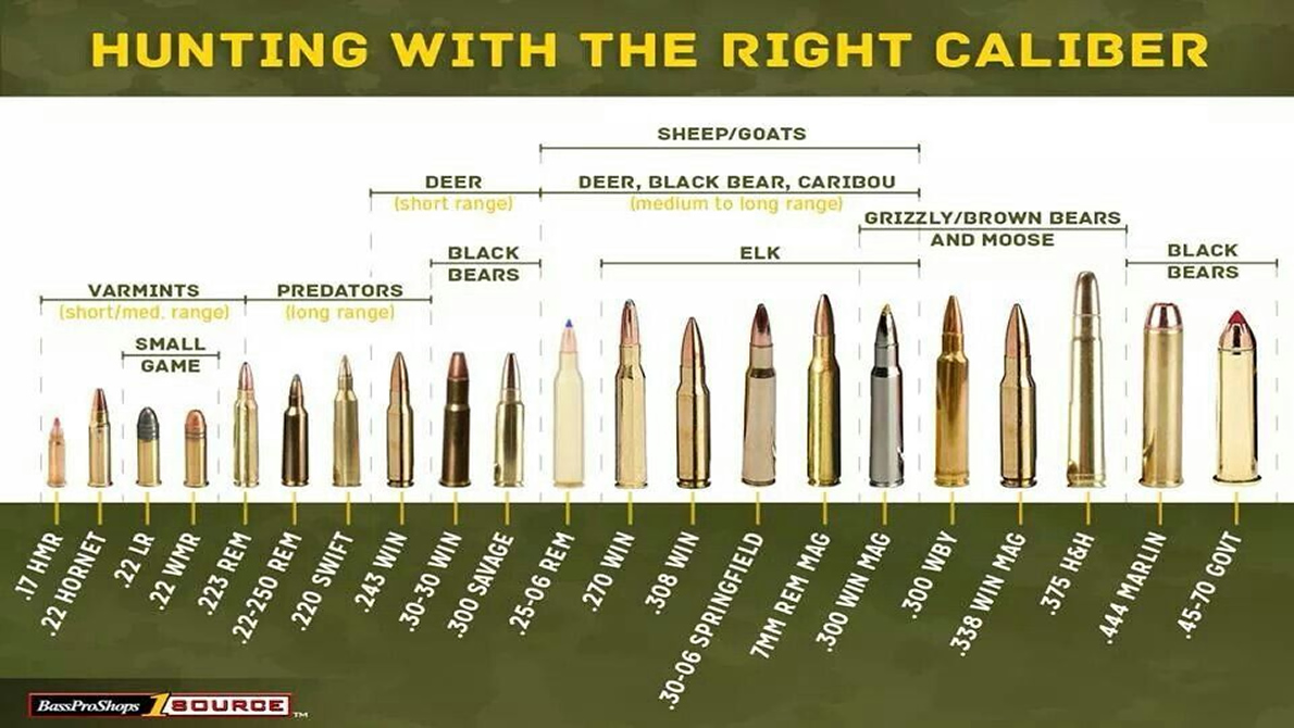 Deer Hunting Caliber Chart | Hot Sex Picture