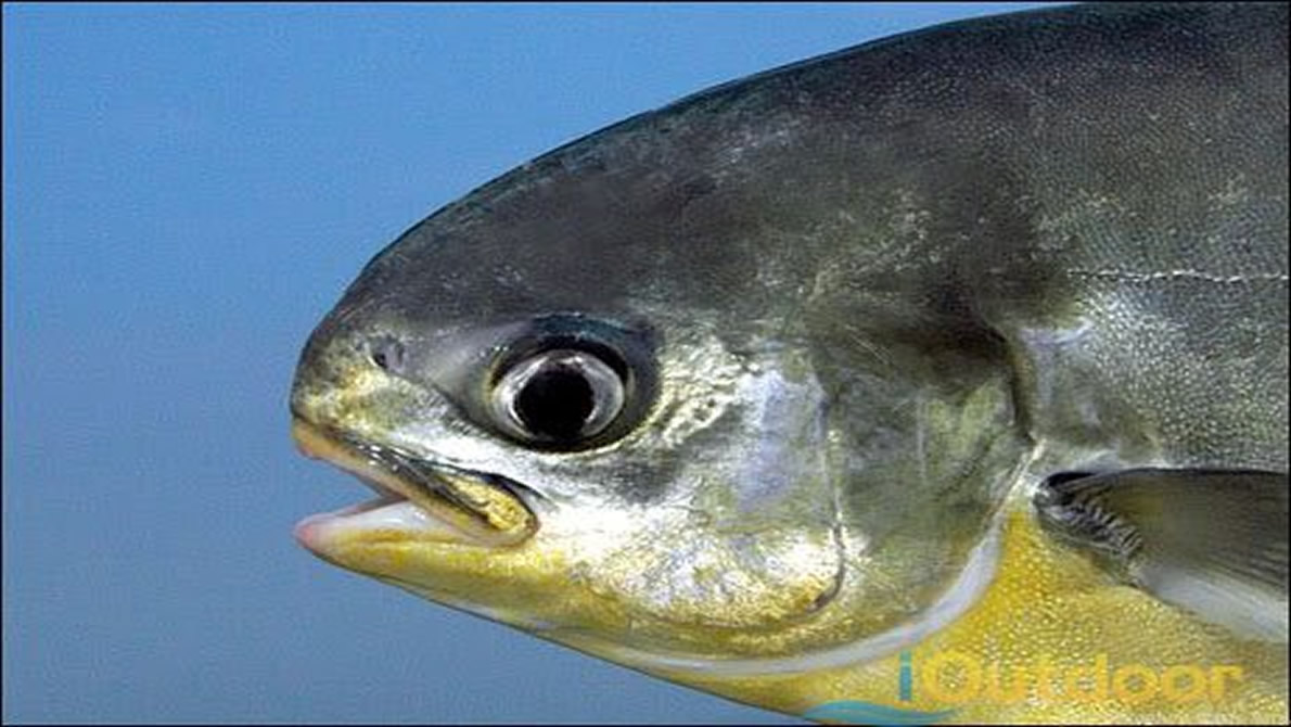 Small Mouths of Pompano Fish