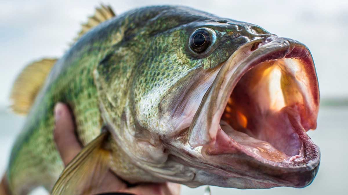 Why Is Bass Fishing So Popular? All You Need Know About Bass Fishing