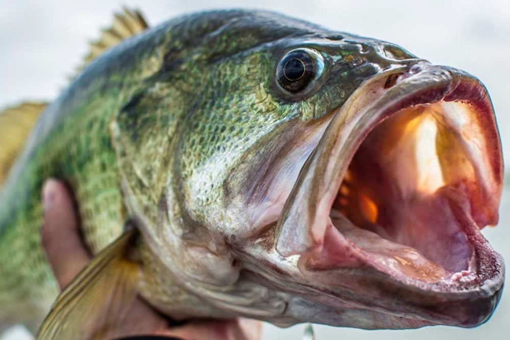 It's always a blast to fish or photograph with a professional