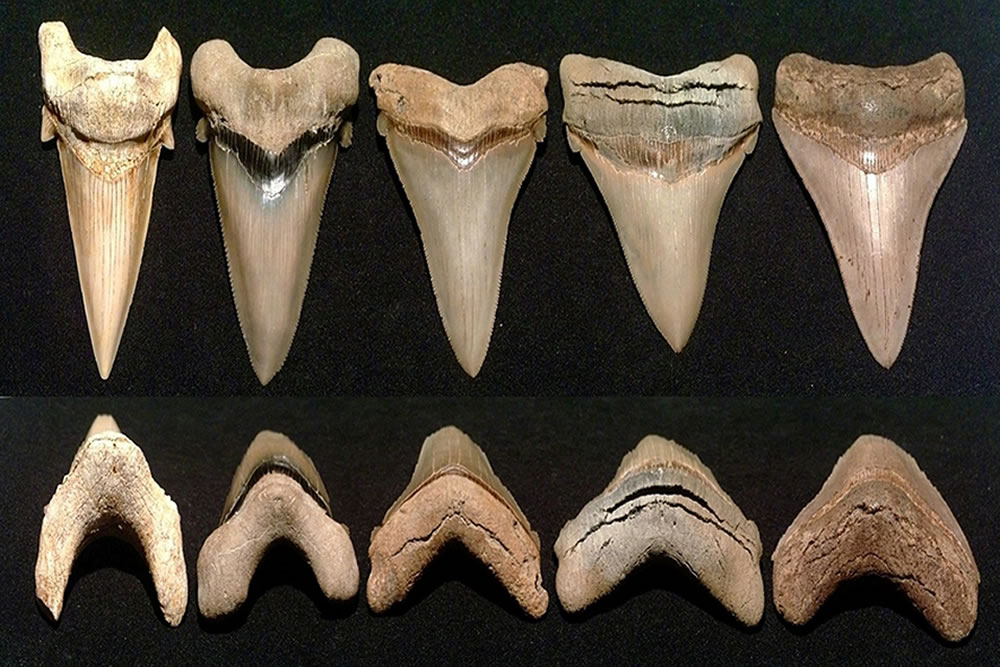 Shark Teeth Collection Facts