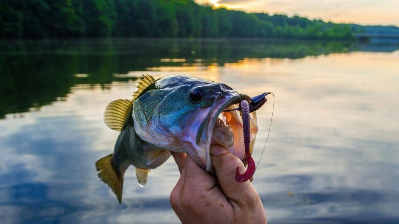 Freshwater Fishing